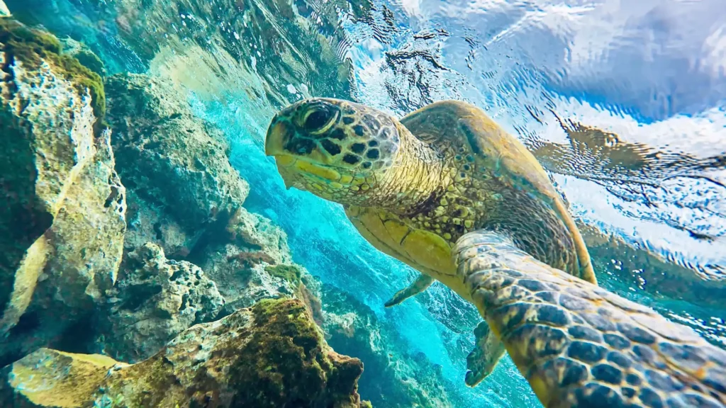 Hydrus The Game-Changing Underwater Drone A image of Stunning Imagery