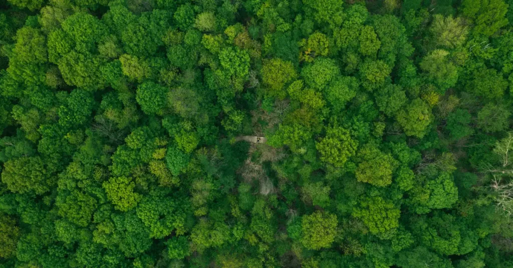 A image of Thermal Drones for Search and Rescue